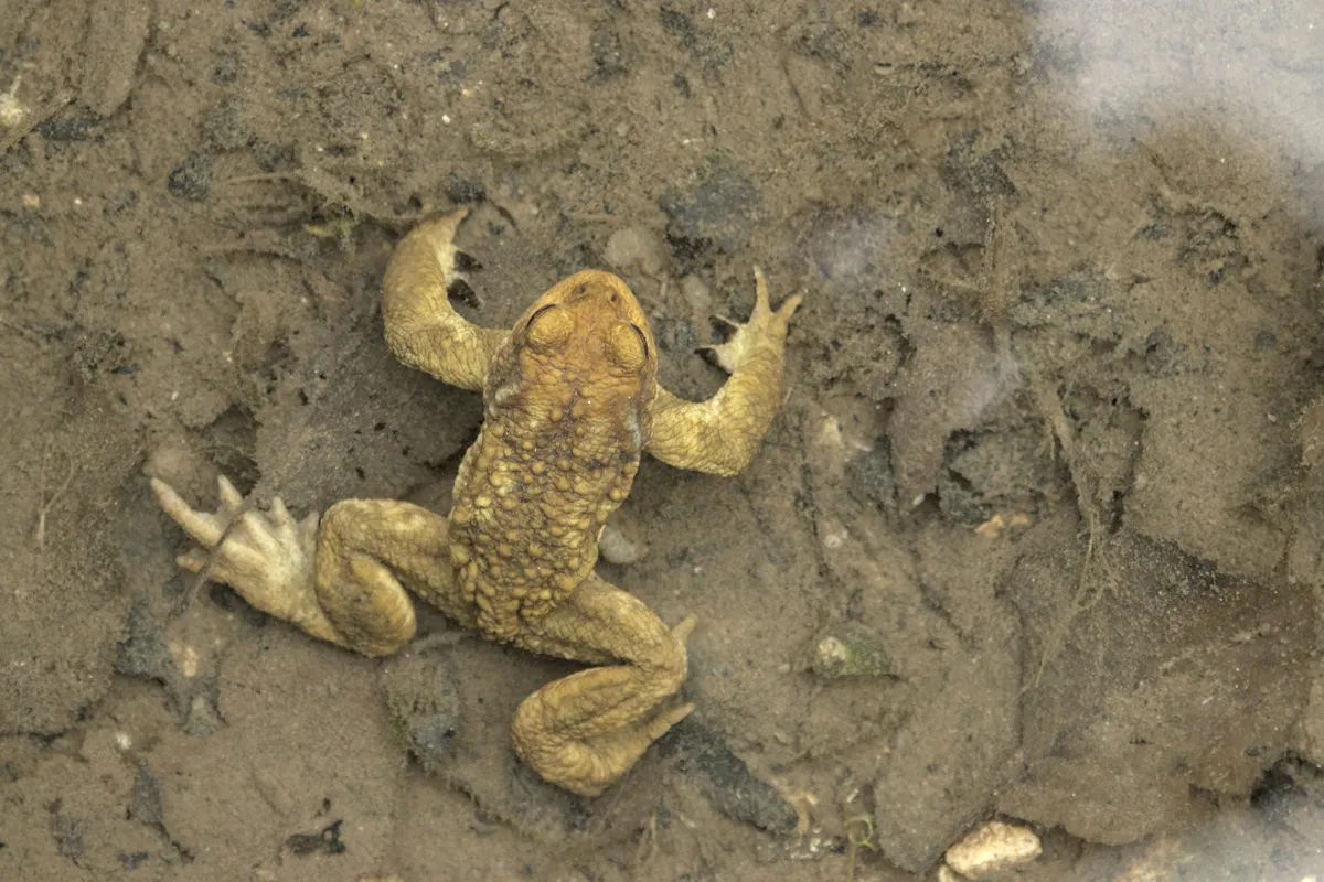 Western Common Toad
