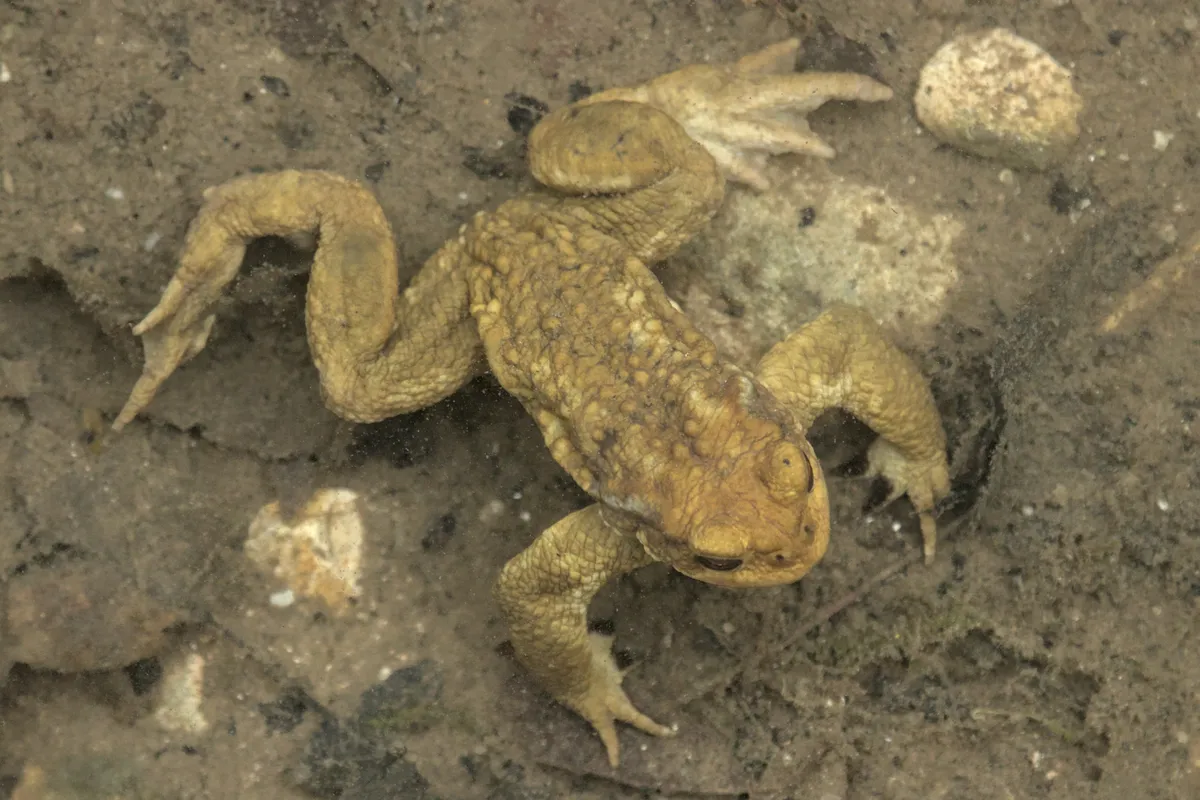 Western Common Toad