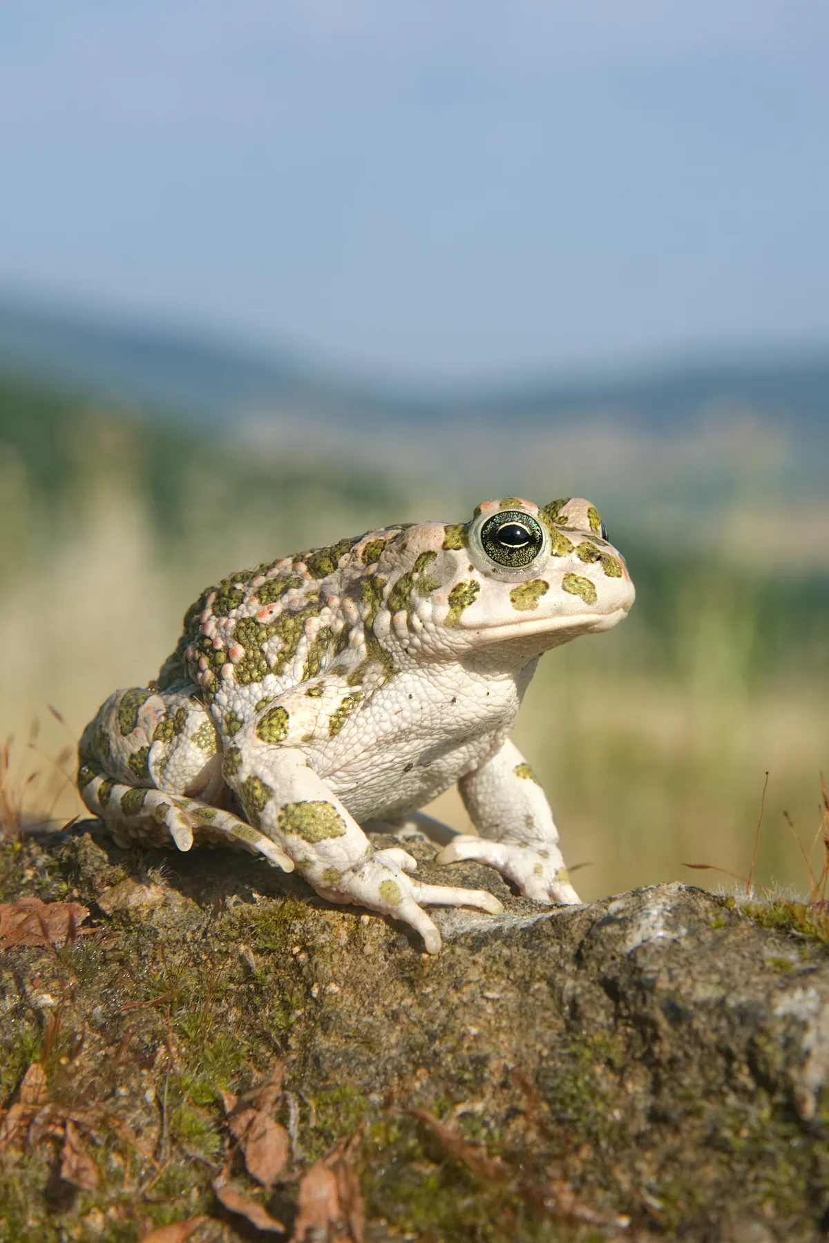 Green Toad