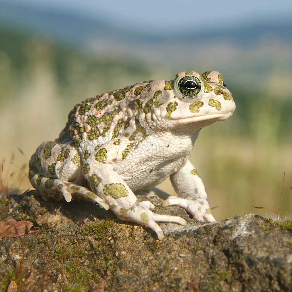 Green Toad