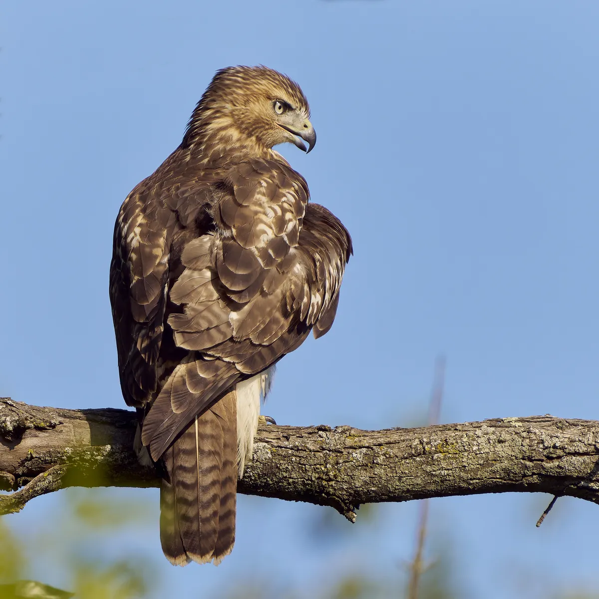 Buteo jamaicensis