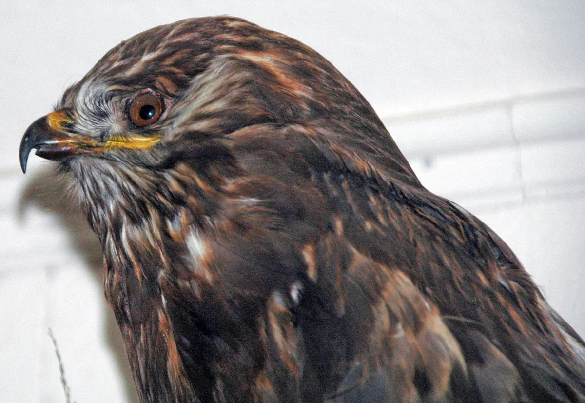 Rough-legged Hawk / Rough-legged Buzzard