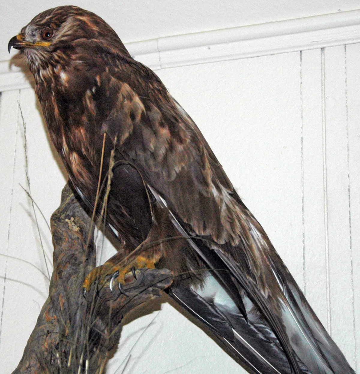 Rough-legged Hawk / Rough-legged Buzzard