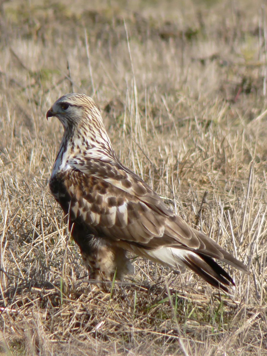 Rough-legged Hawk / Rough-legged Buzzard