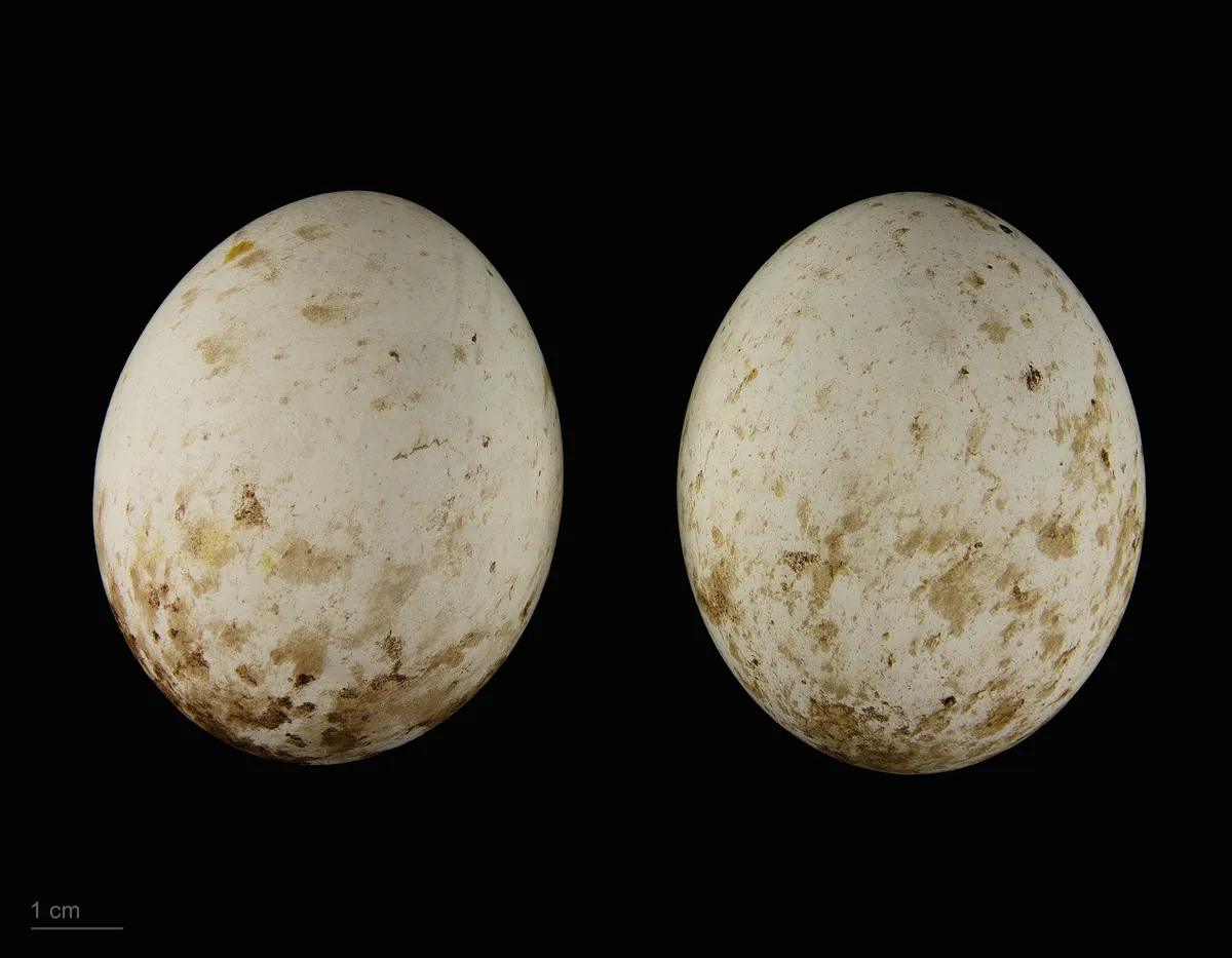 Rough-legged Hawk / Rough-legged Buzzard