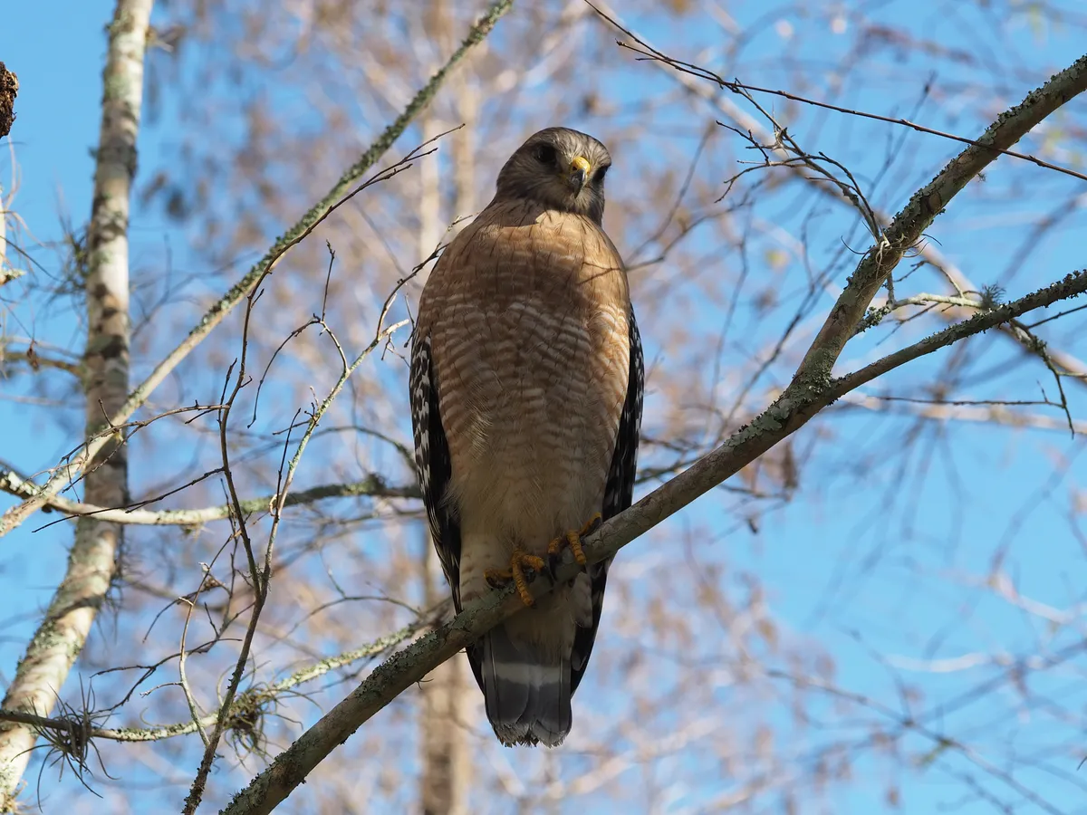 Red-shouldered Hawk