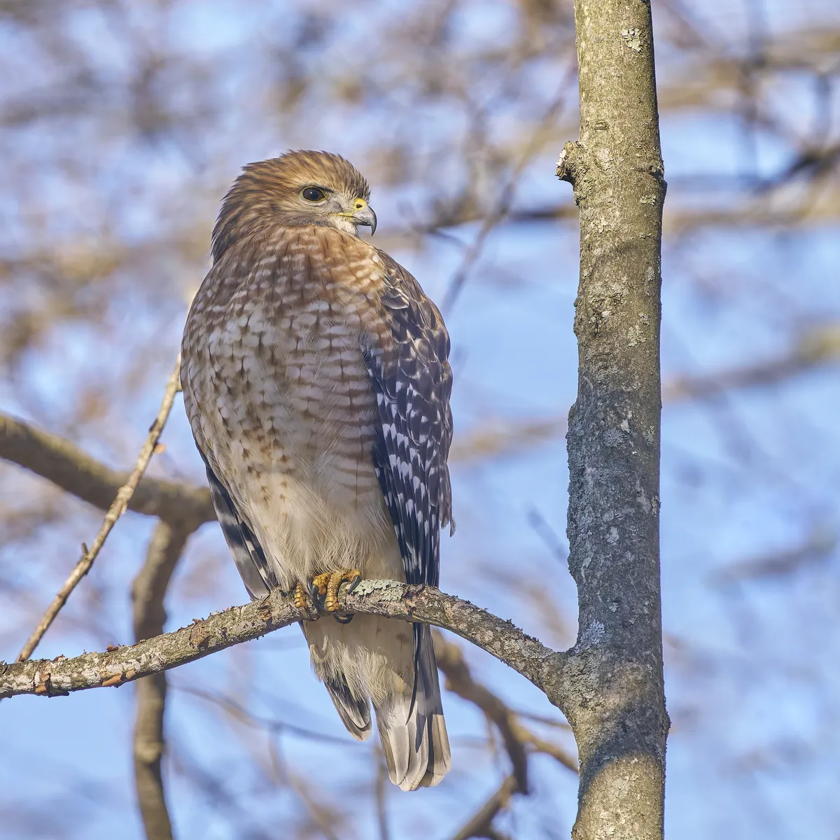 Red-shouldered Hawk