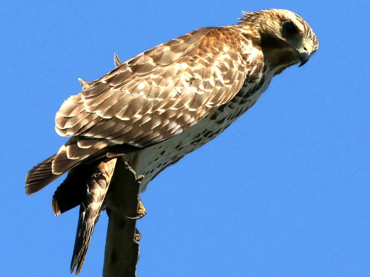 Red-shouldered Hawk