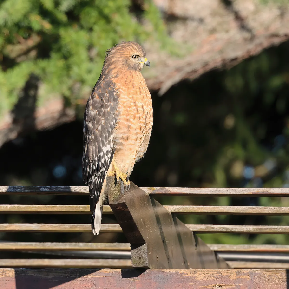 Red-shouldered Hawk
