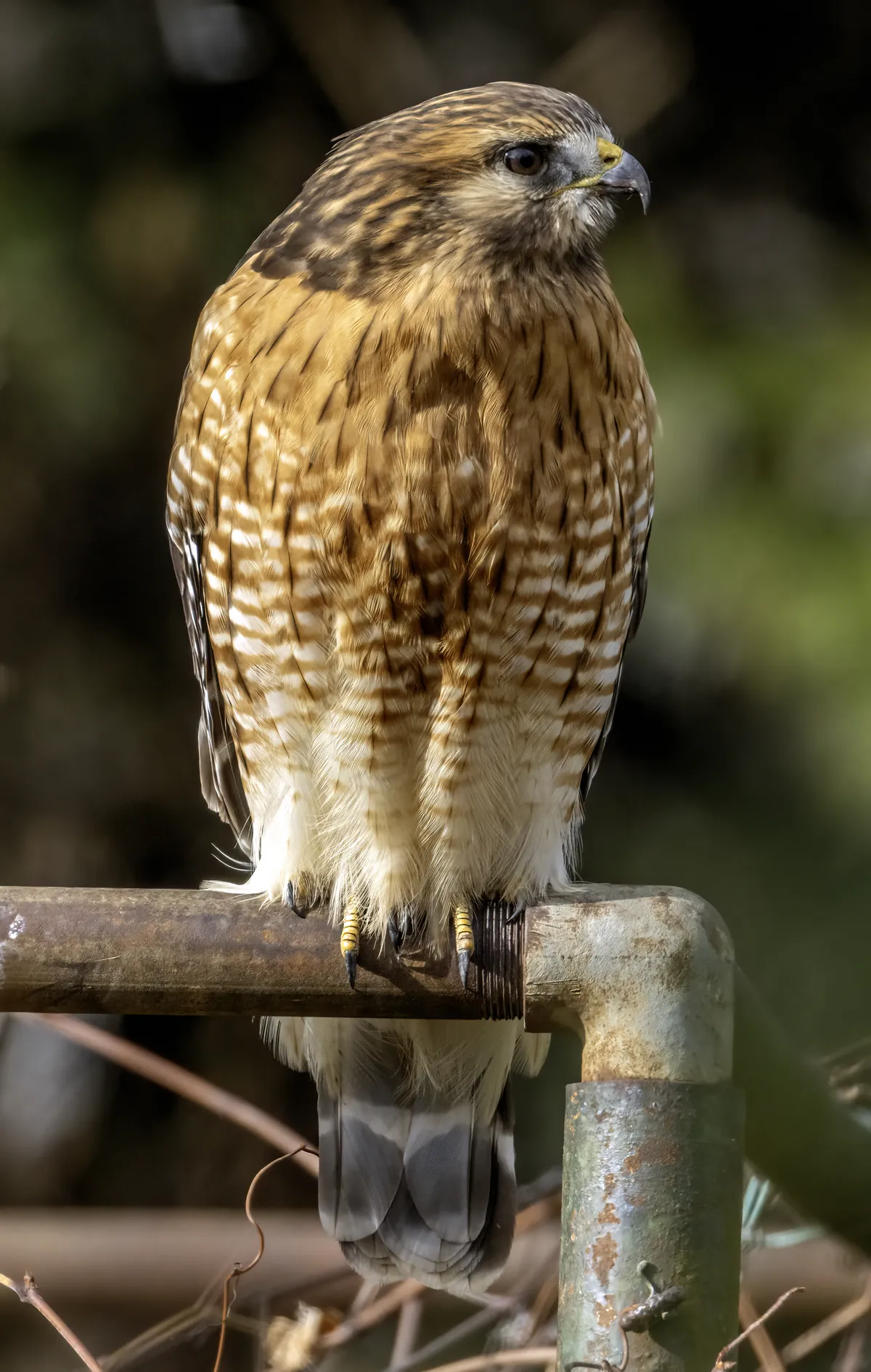 Red-shouldered Hawk