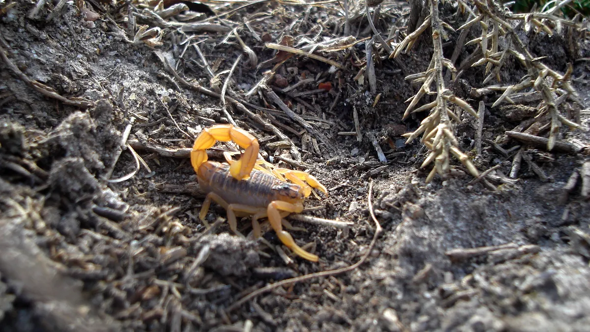 Escorpión Amarillo Común