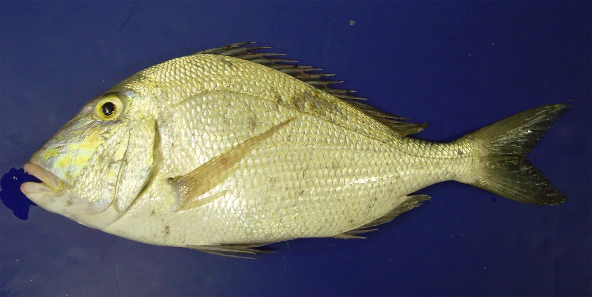Saucereye porgy