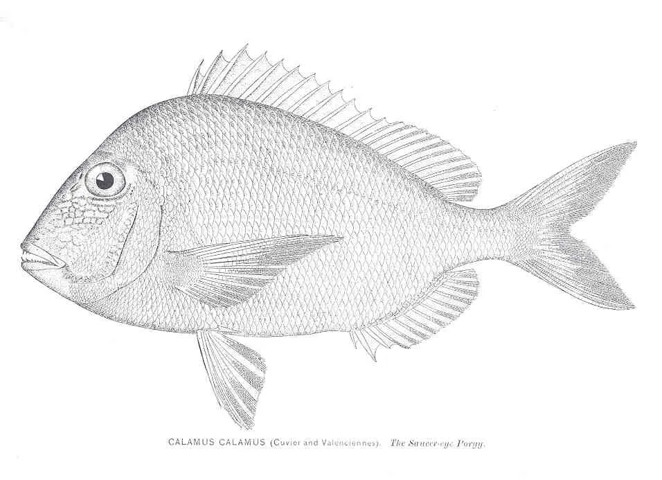 Saucereye porgy