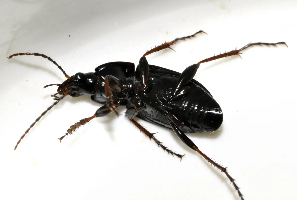 Escarabajo terrestre de pies oscuros