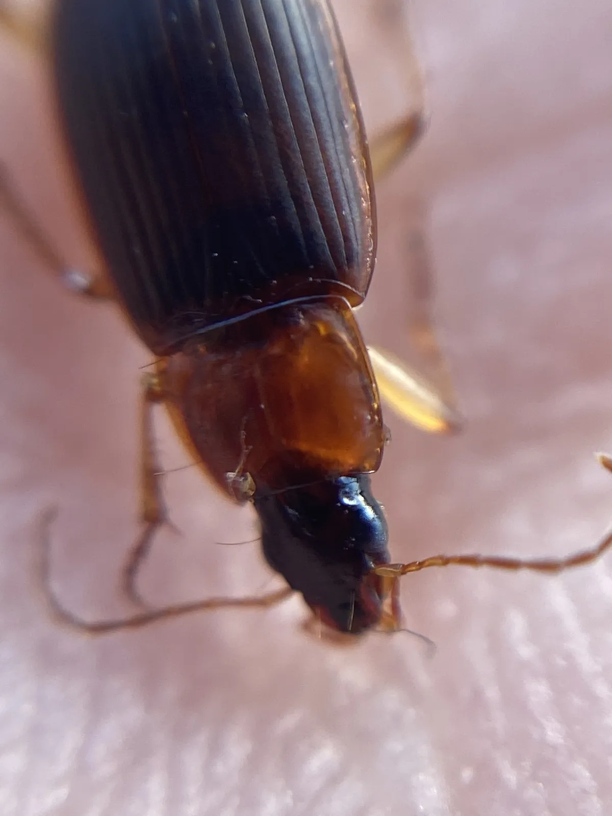 Escarabajo Terrestre de Cabeza Negra