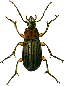 Escarabajo Terrestre de Cabeza Negra