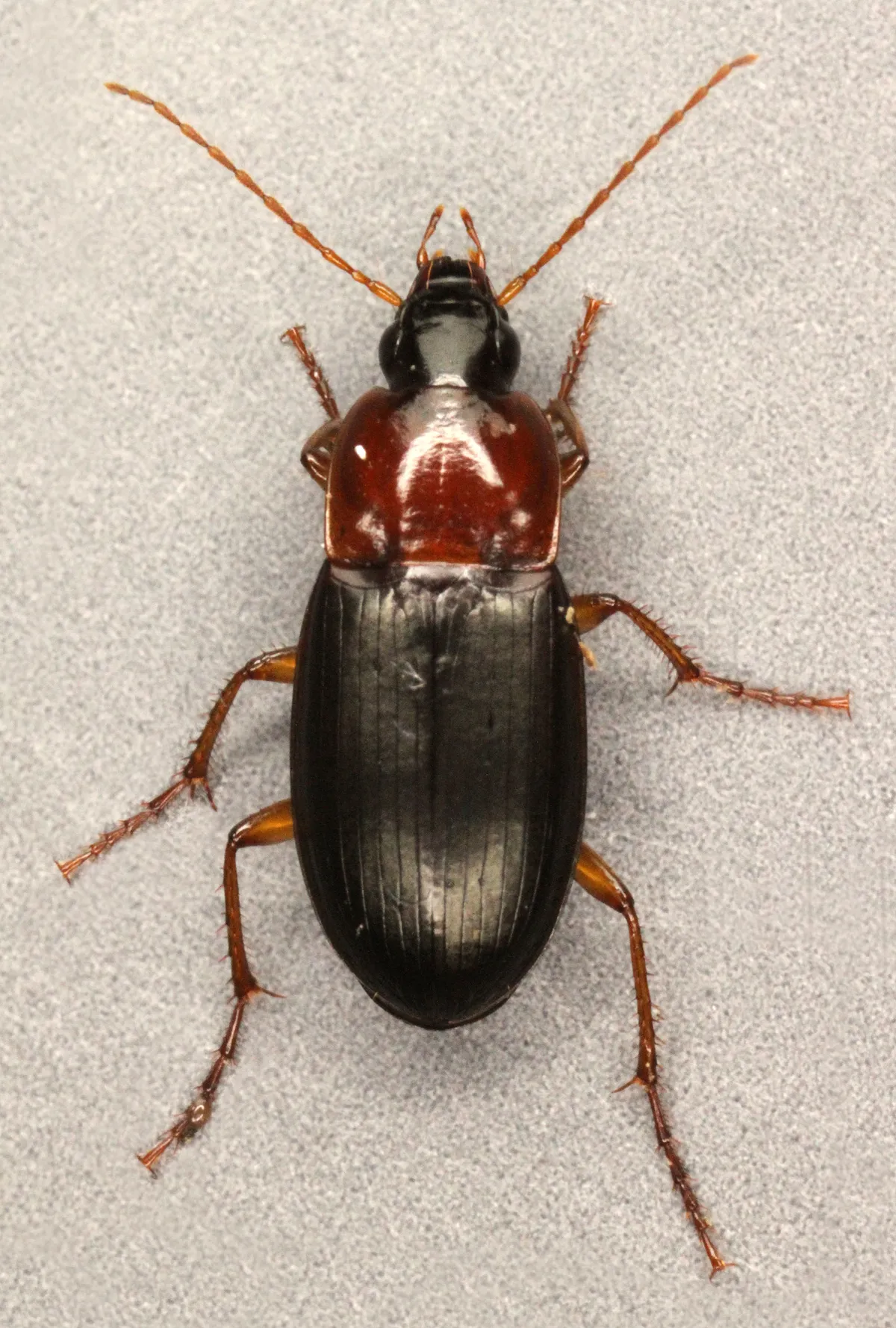 Escarabajo Terrestre de Cabeza Negra