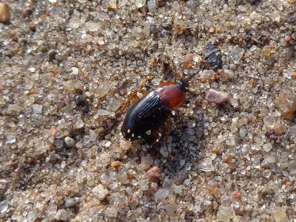 Escarabajo Terrestre de Cabeza Negra