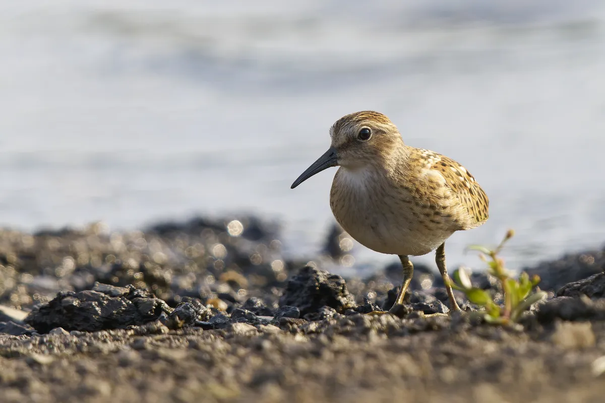 Calidris minutilla