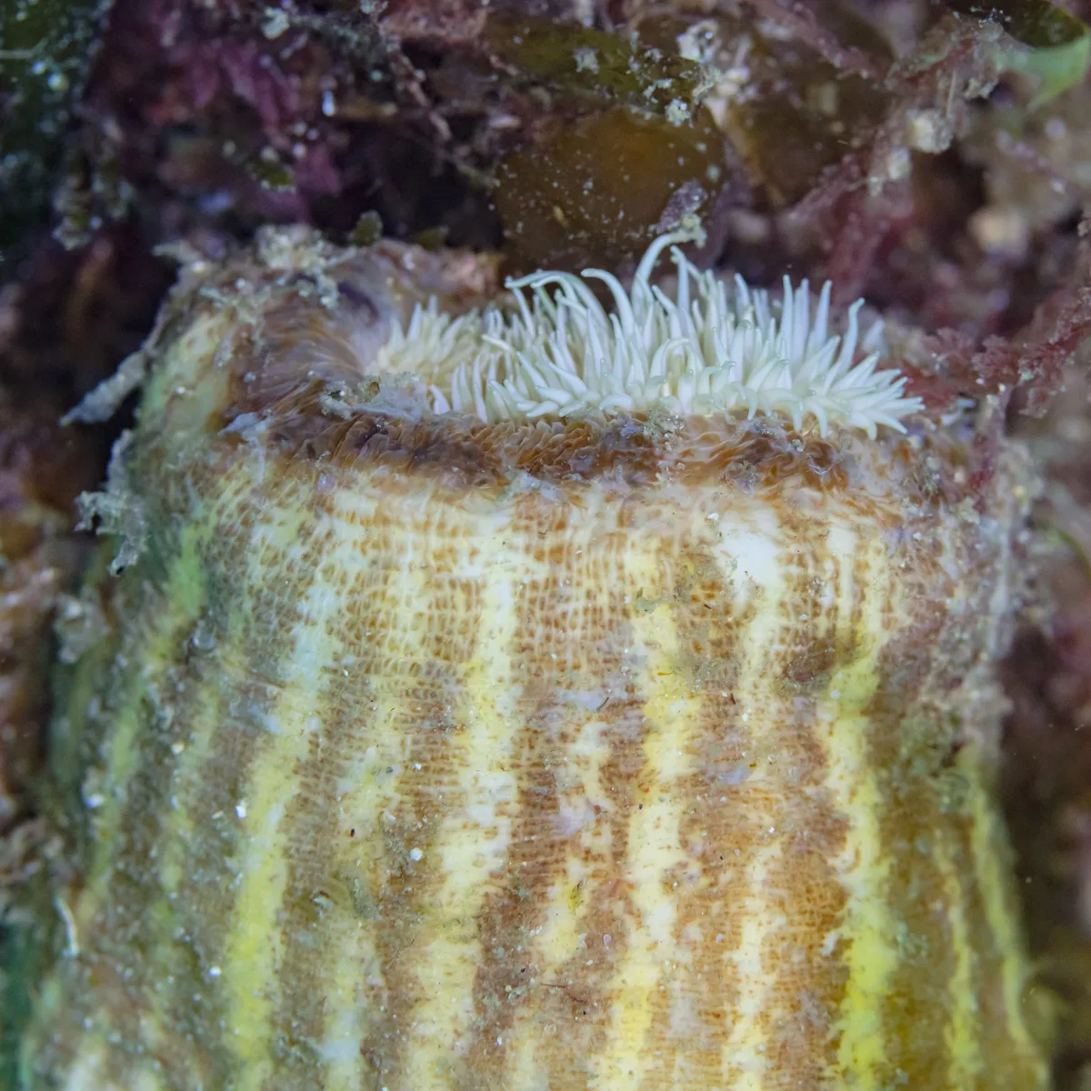 Parasitic Anemone