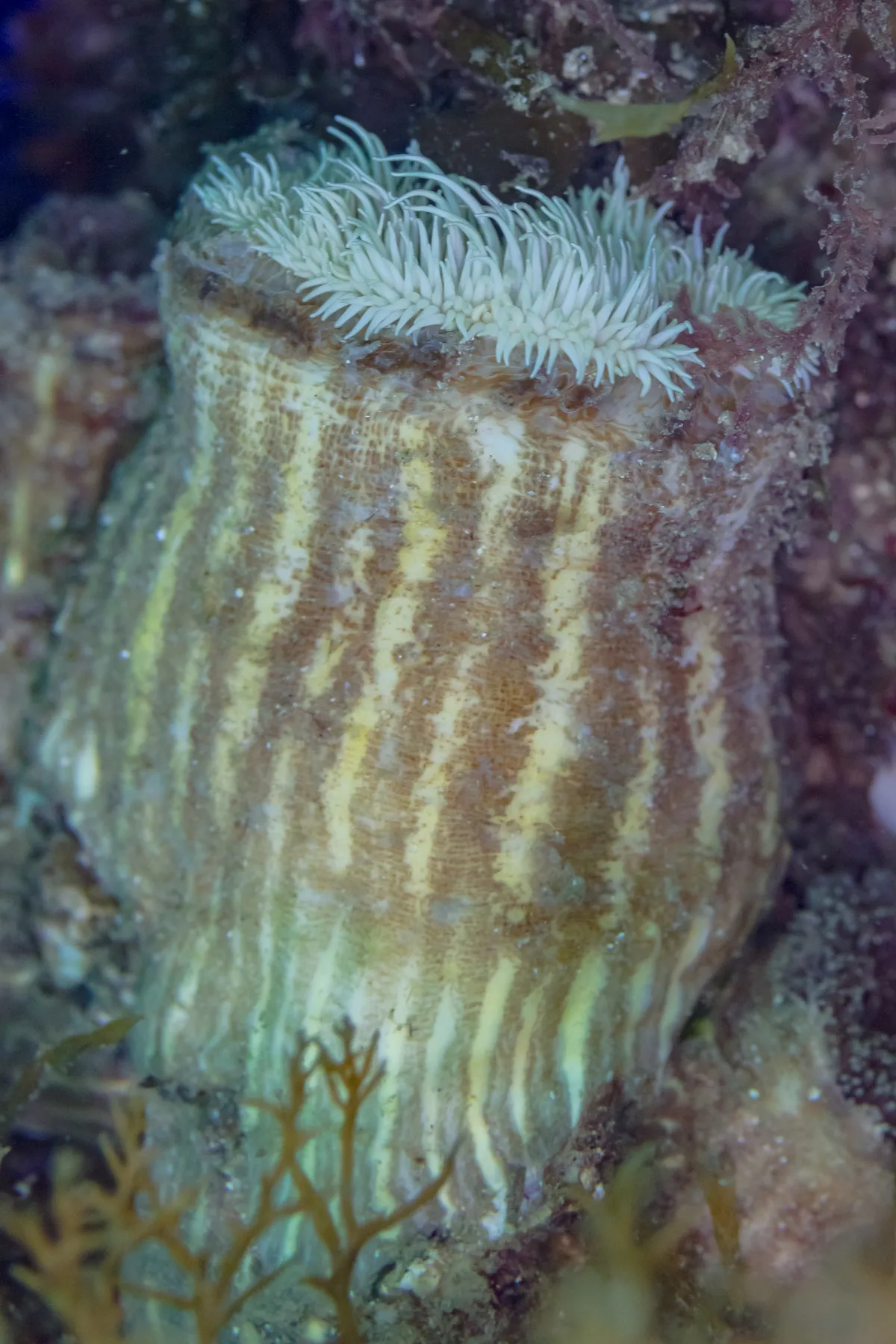 Parasitic Anemone