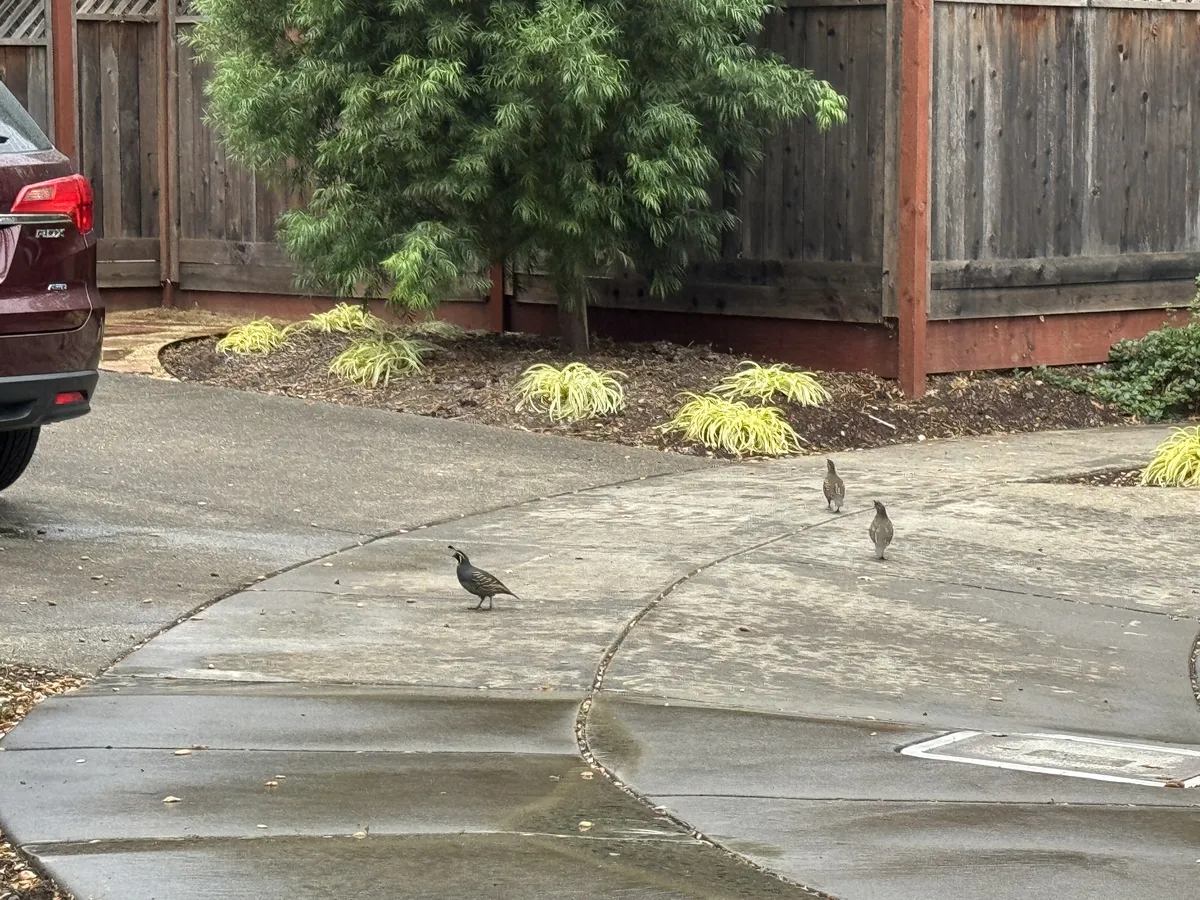 Codorniz de California