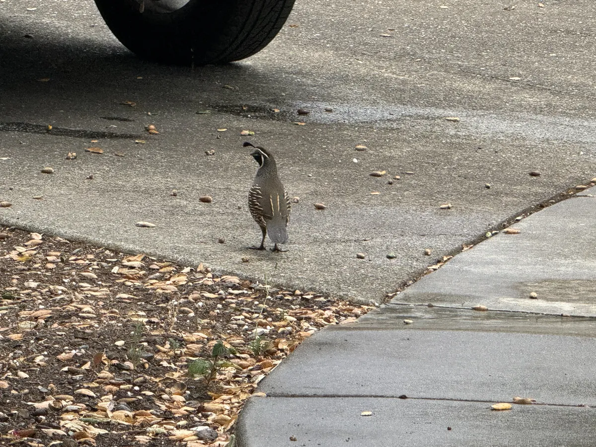 Codorniz de California
