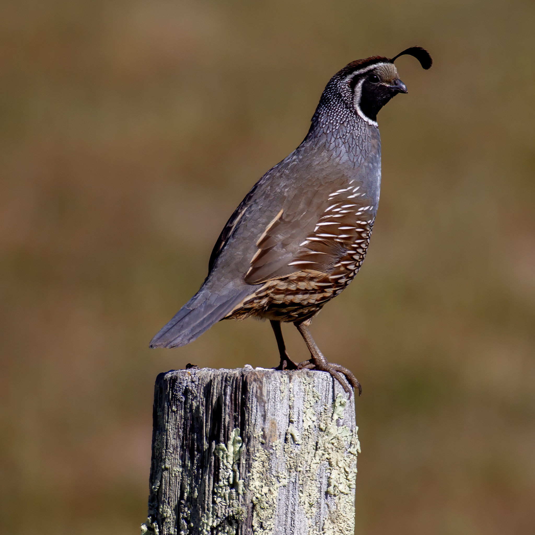 Codorniz de California