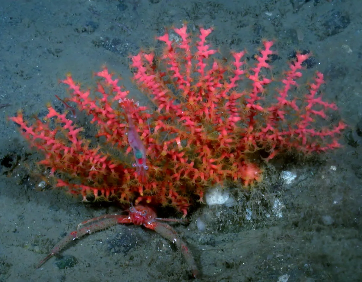 Callistephanus pacificus