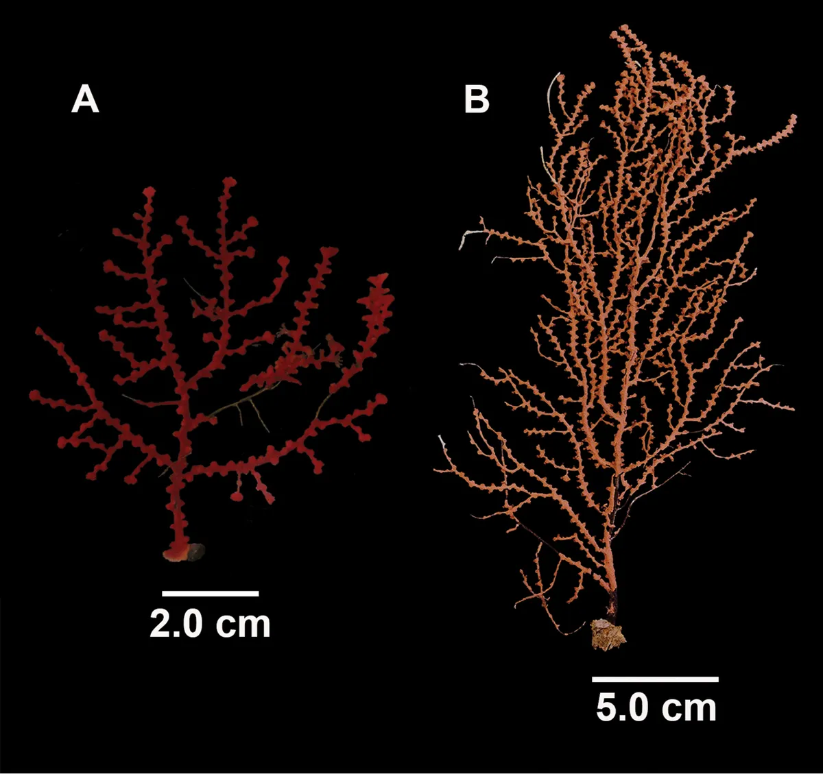 Coral Gorgonia Pacífico