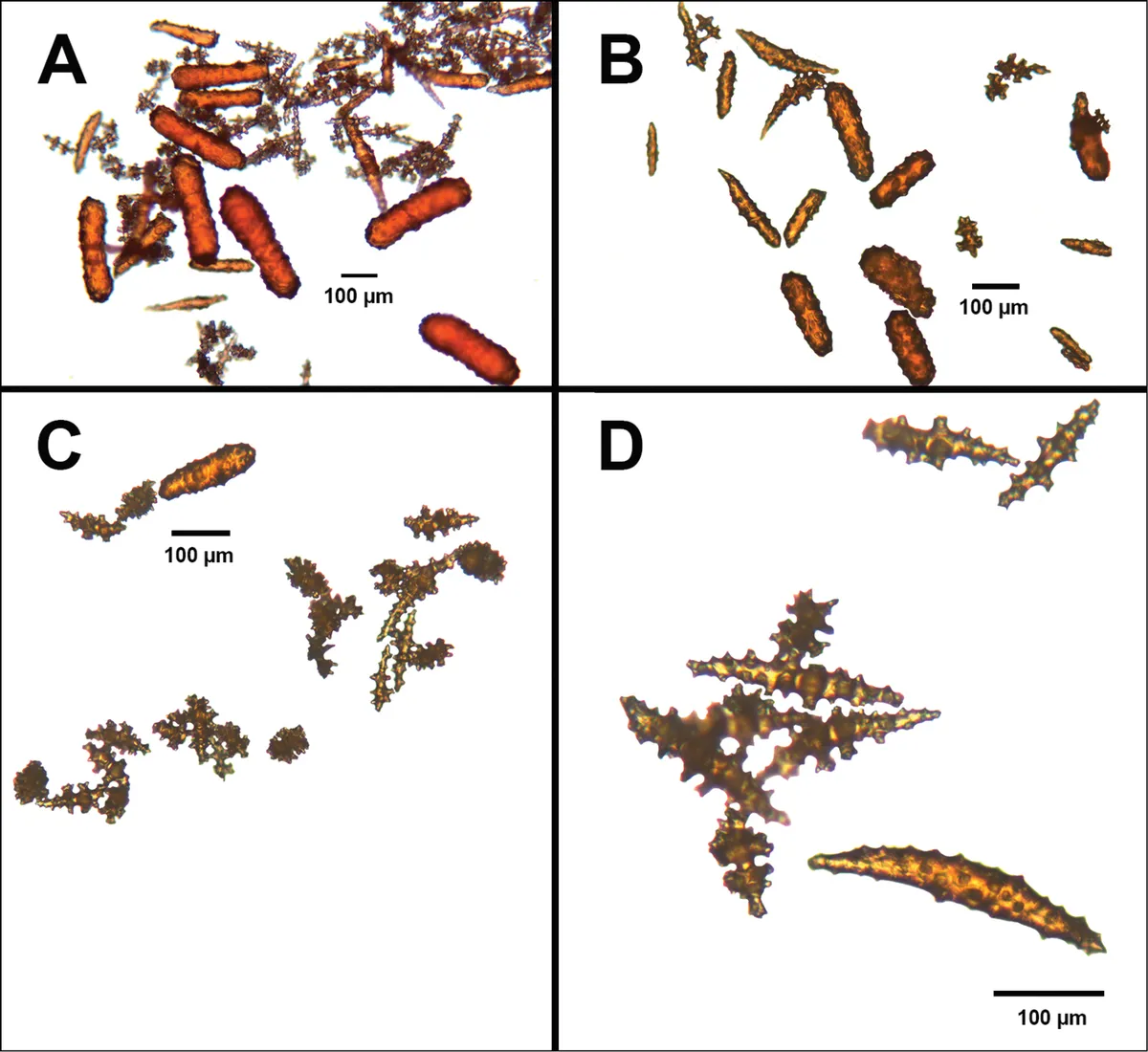 Coral Gorgonia Pacífico