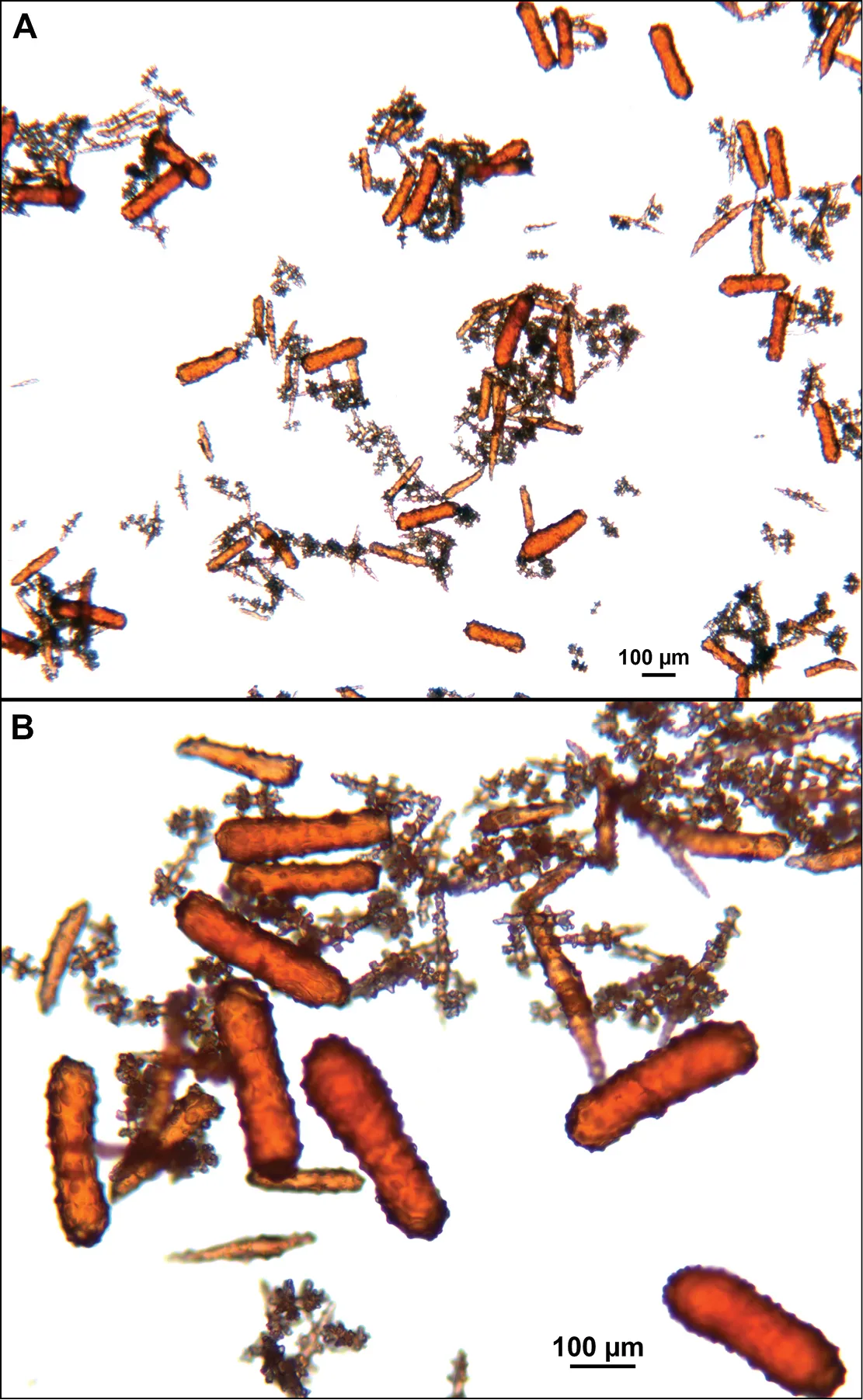 Coral Gorgonia Pacífico