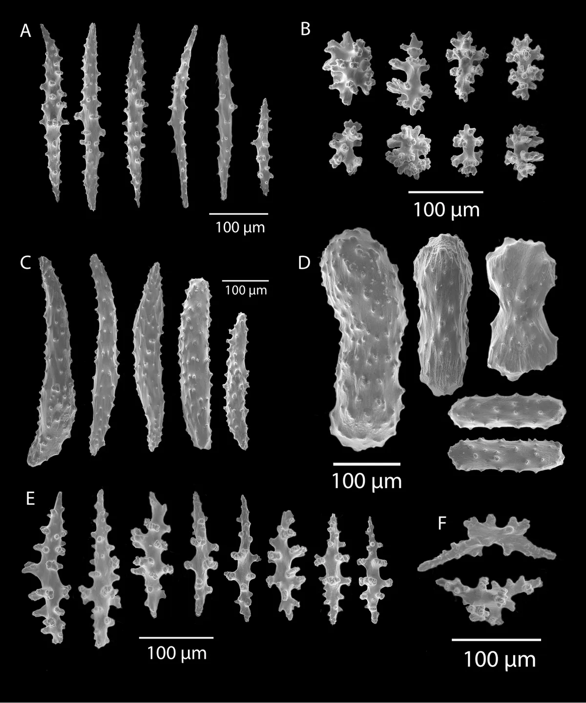 Coral Gorgonia Pacífico
