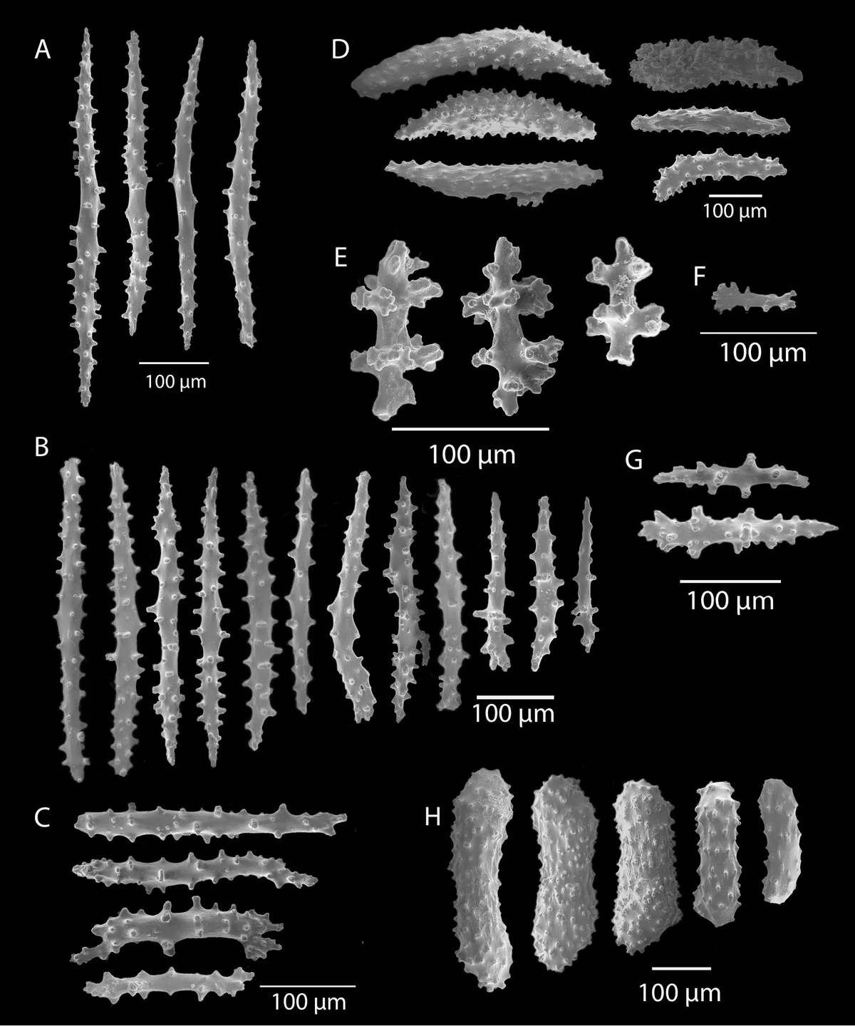 Callistephanus simplex