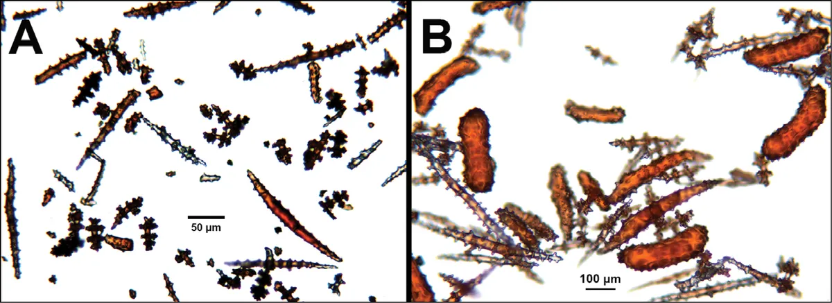 Coral Gorgonia Simple