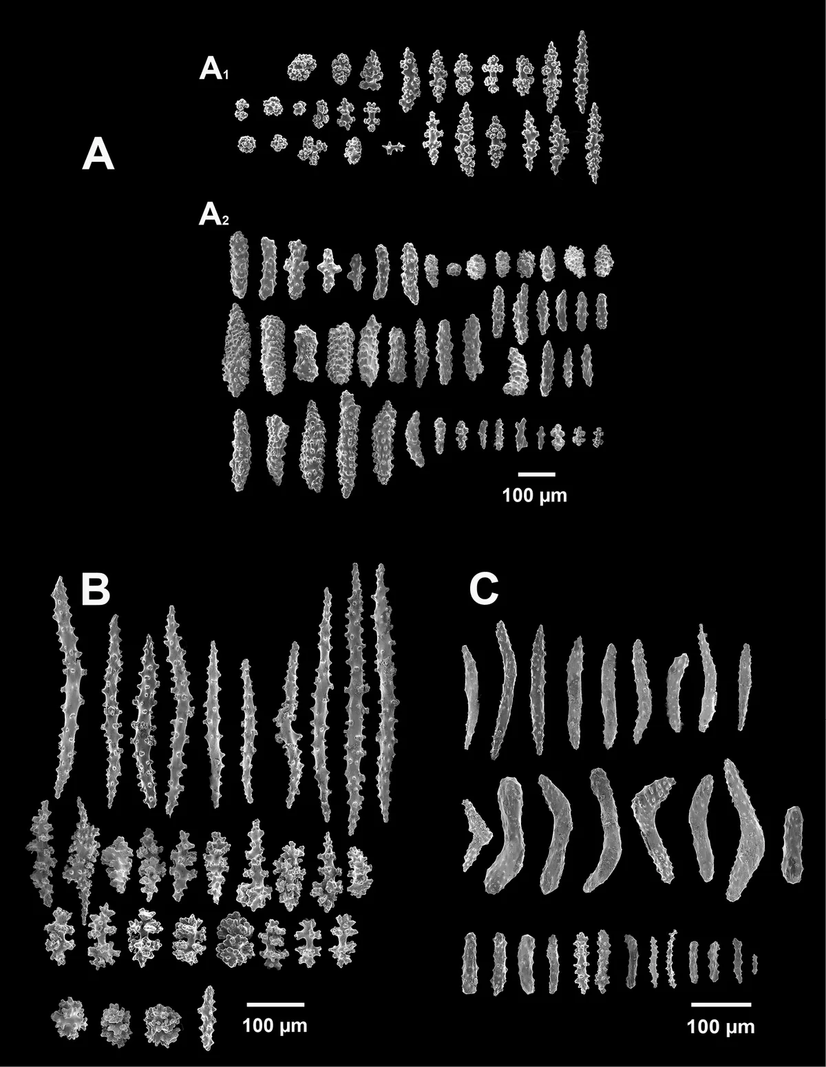 Coral Gorgonia Simple