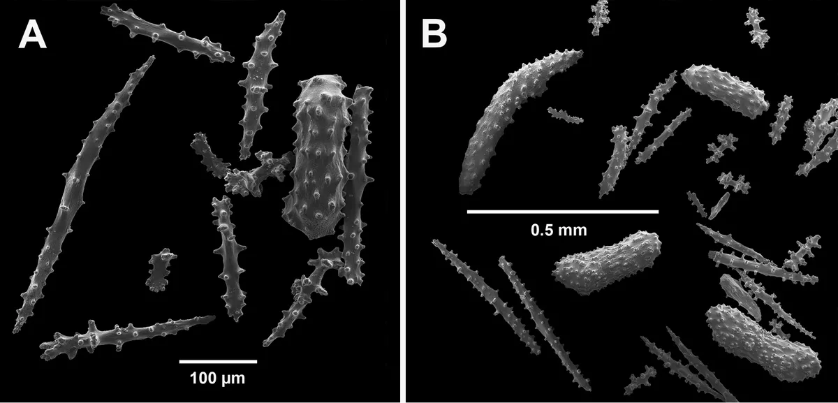 Coral Gorgonia Simple