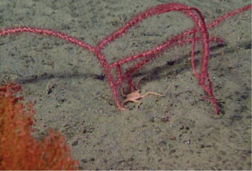 Coral Gorgonia Simple