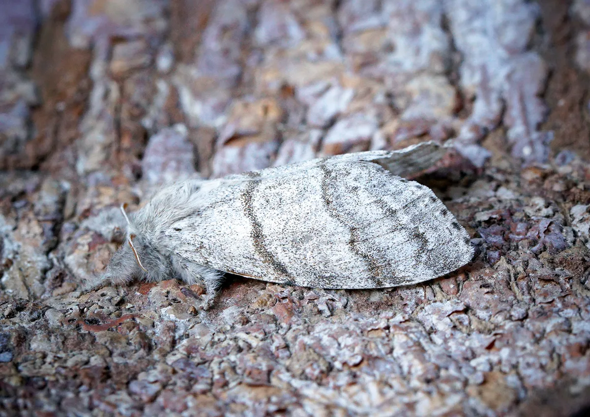 Pale Tussock
