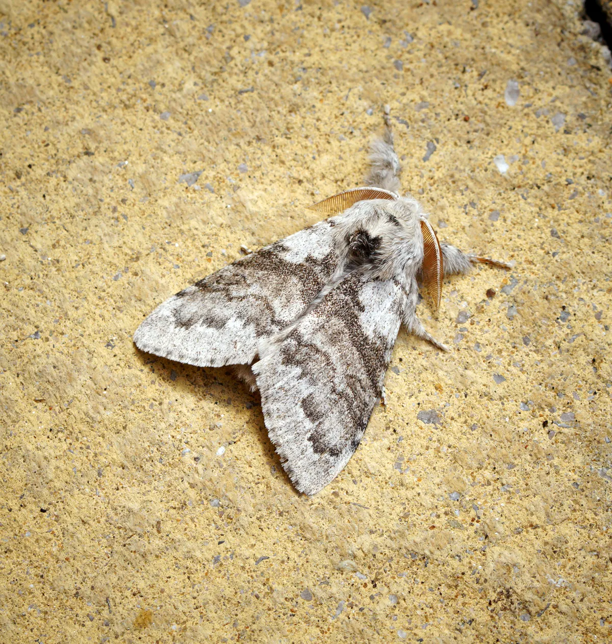 Pale Tussock