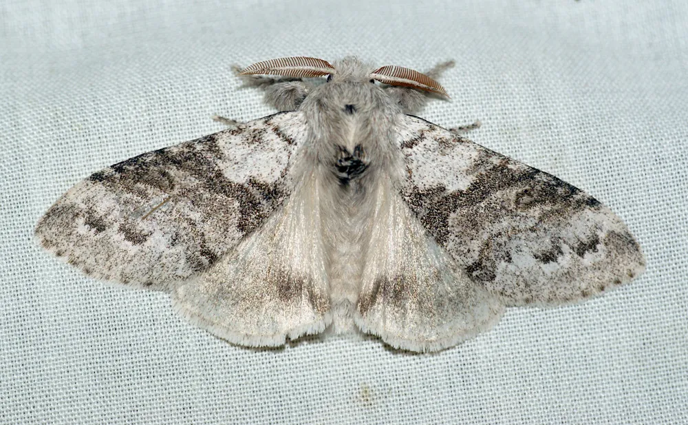 Pale Tussock