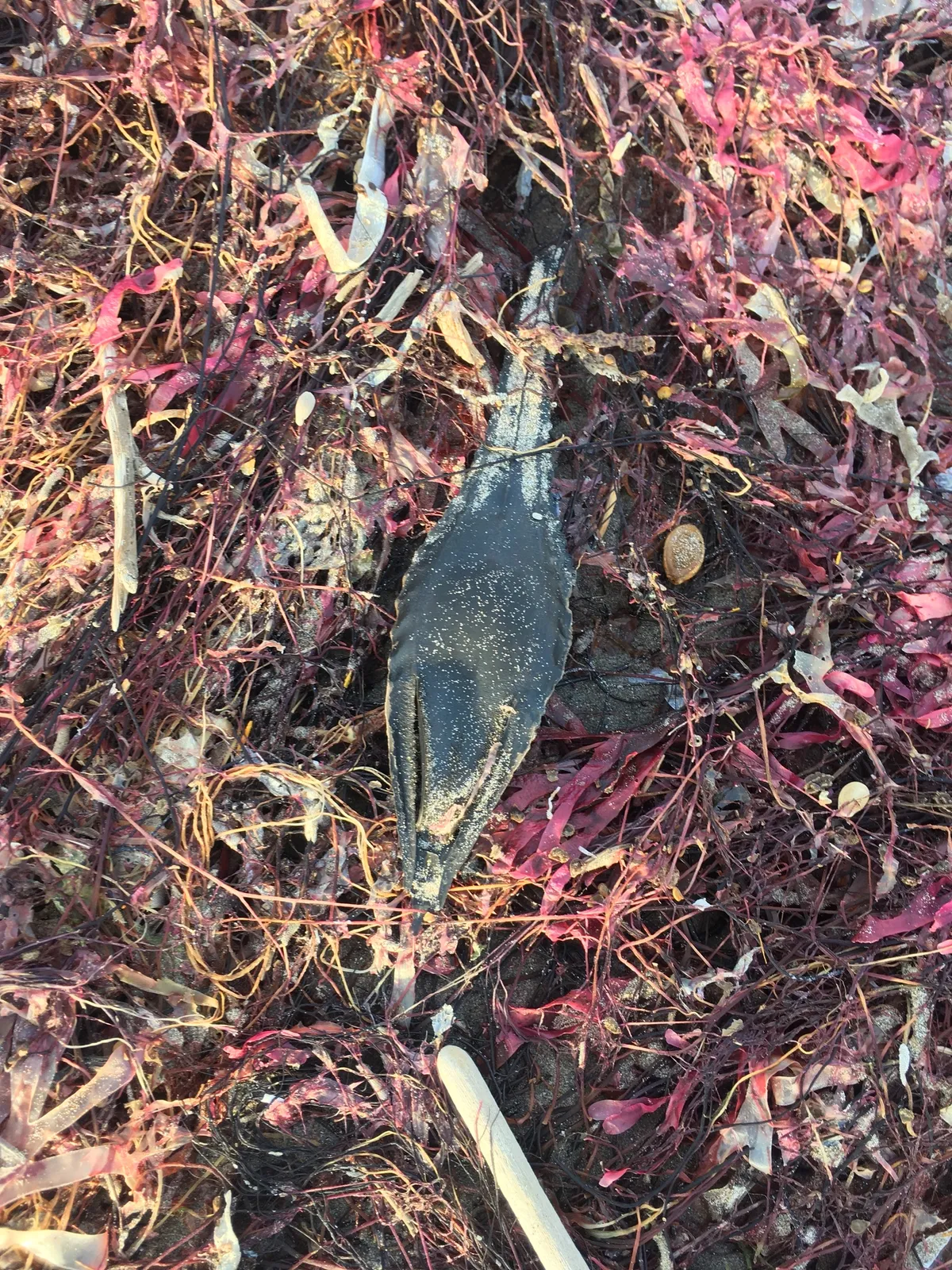 American Elephantfish