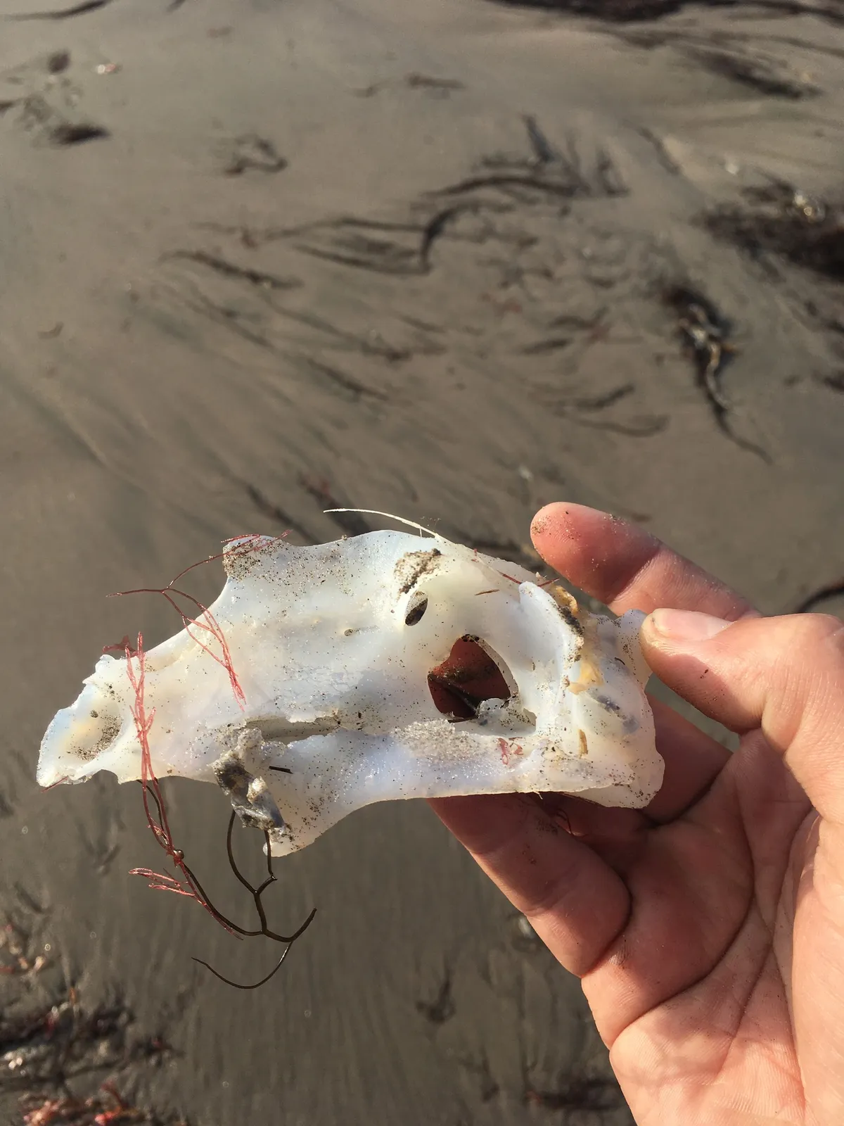 American Elephantfish