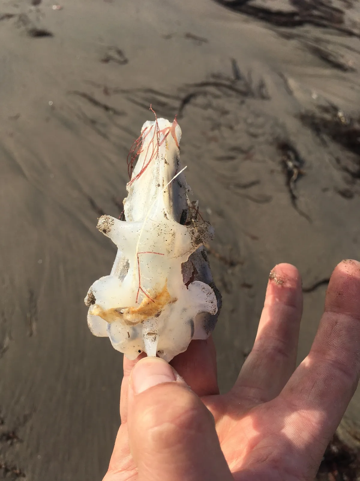 American Elephantfish