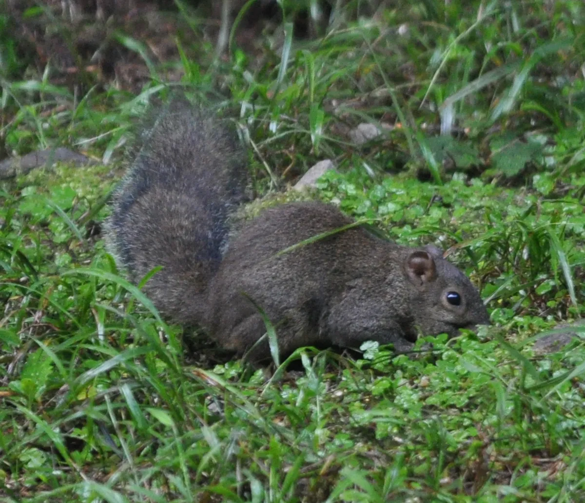 Callosciurus erythraeus