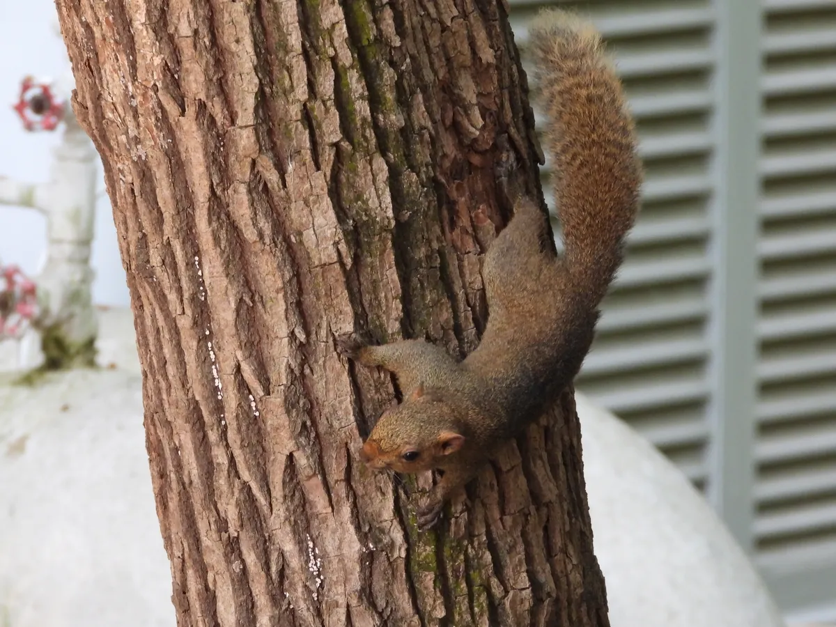Pallas's squirrel