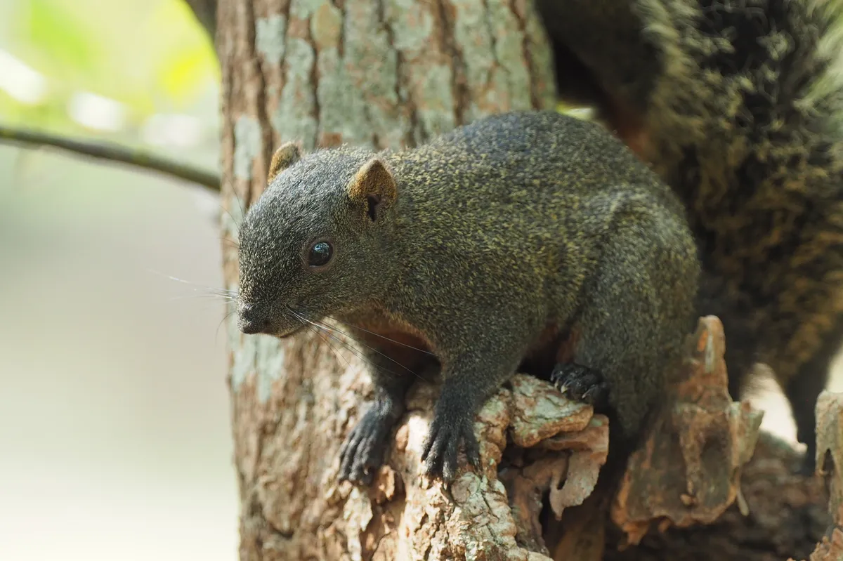 Pallas's squirrel