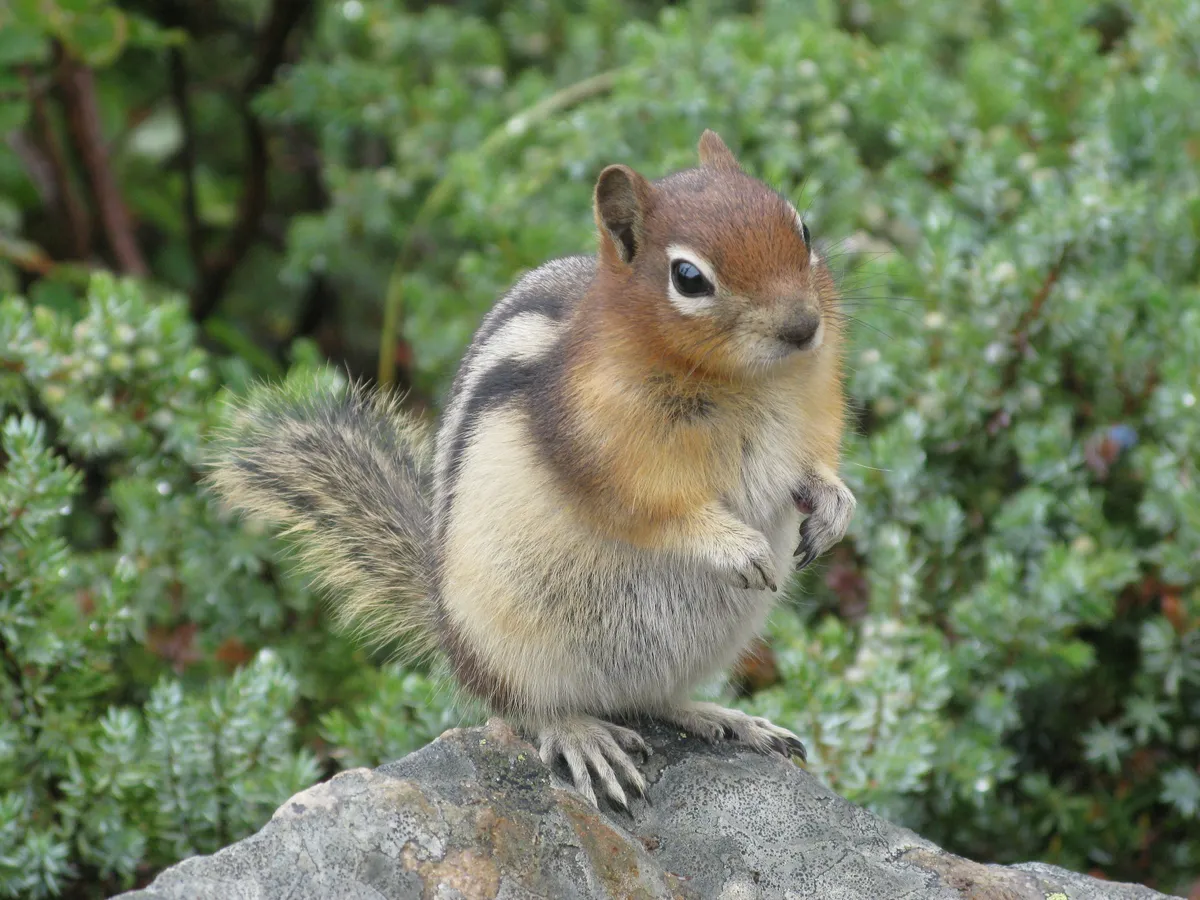 Ardilla Terrestre de Manto Dorado