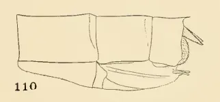 Calopteryx aequabilis