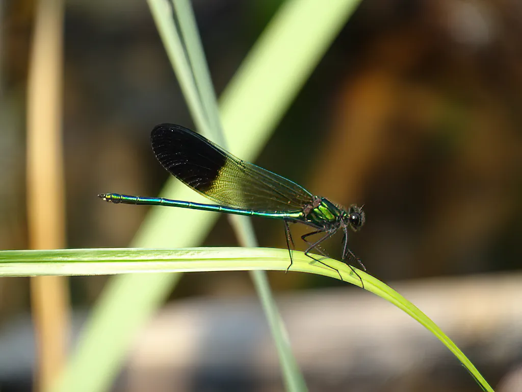River Jewelwing